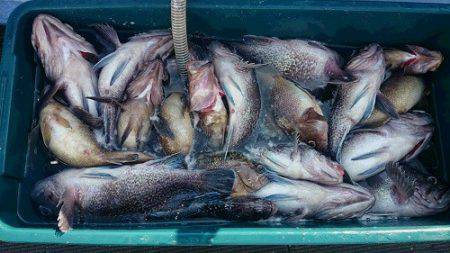 小樽港遊漁船SHAKE 釣果