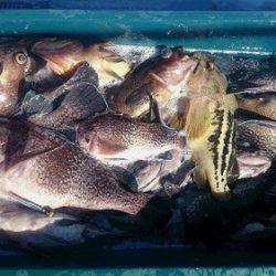 小樽港遊漁船ＳＨＡＫＥ 釣果