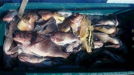 小樽港遊漁船ＳＨＡＫＥ 釣果