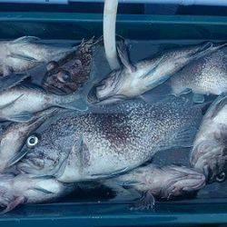 小樽港遊漁船ＳＨＡＫＥ 釣果