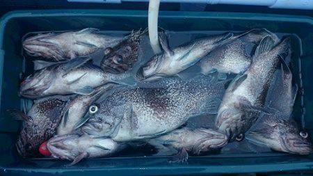 小樽港遊漁船ＳＨＡＫＥ 釣果