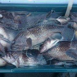 小樽港遊漁船ＳＨＡＫＥ 釣果