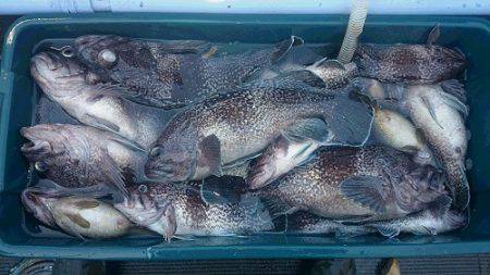 小樽港遊漁船ＳＨＡＫＥ 釣果