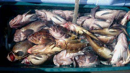 小樽港遊漁船ＳＨＡＫＥ 釣果