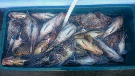 小樽港遊漁船SHAKE 釣果