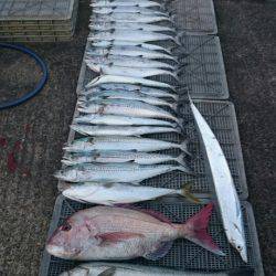 ARCADIAⅡ (アルカディアⅡ) 釣果