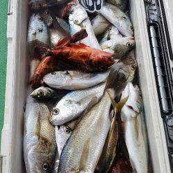 金沢八景鴨下丸 釣果