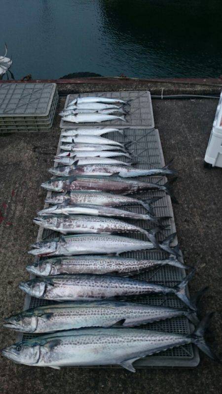 ARCADIAⅡ (アルカディアⅡ) 釣果