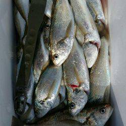 金沢八景鴨下丸 釣果