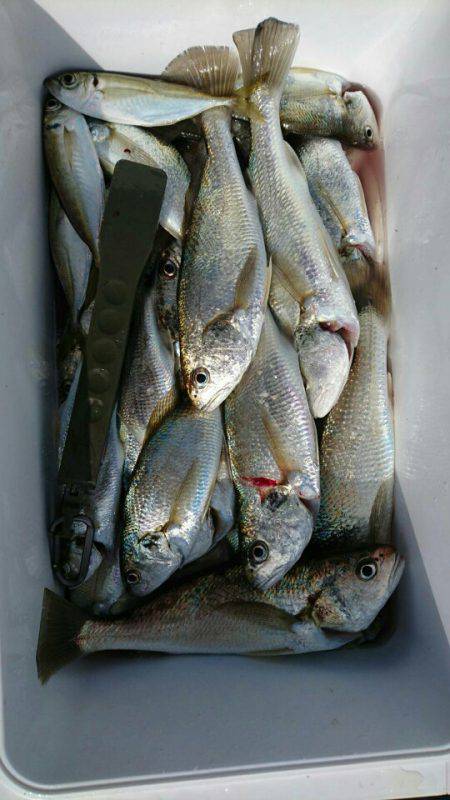 金沢八景鴨下丸 釣果