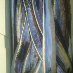 サンマリン 釣果