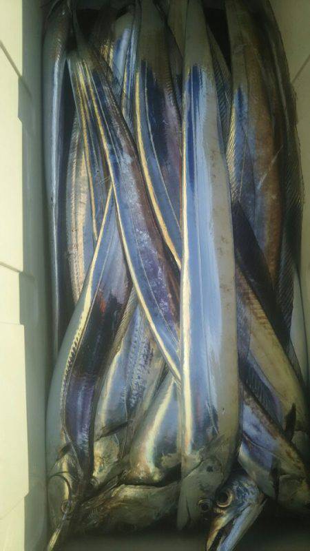 サンマリン 釣果