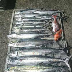 ARCADIAⅡ (アルカディアⅡ) 釣果