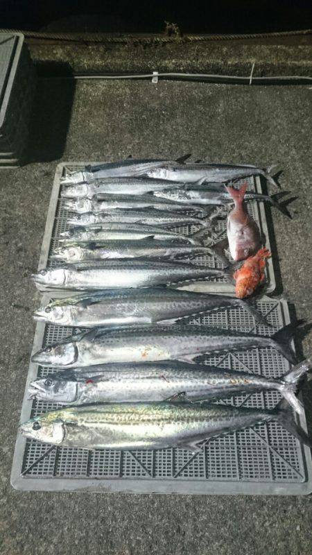 ARCADIAⅡ （アルカディアⅡ） 釣果…