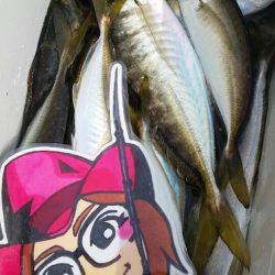 金沢八景鴨下丸 釣果