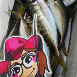 金沢八景鴨下丸 釣果