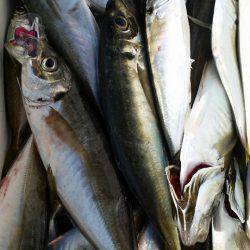 金沢八景鴨下丸 釣果