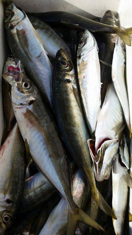 金沢八景鴨下丸 釣果