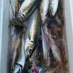 金沢八景鴨下丸 釣果