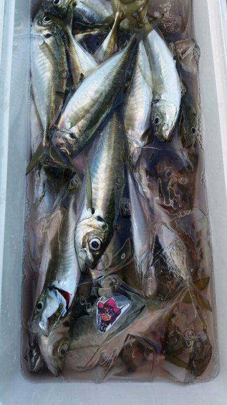 金沢八景鴨下丸 釣果