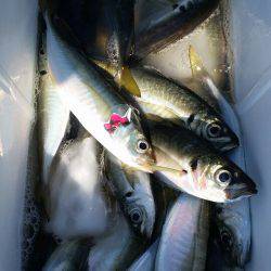 金沢八景鴨下丸 釣果