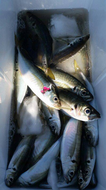 金沢八景鴨下丸 釣果