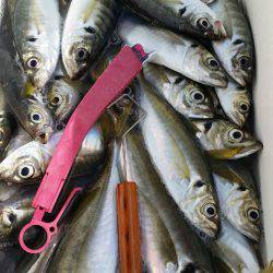 金沢八景鴨下丸 釣果