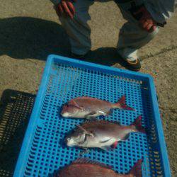 第三共栄丸 釣果