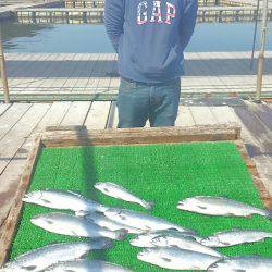 海の釣堀 海恵 釣果