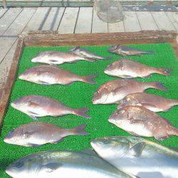 海の釣堀 海恵 釣果
