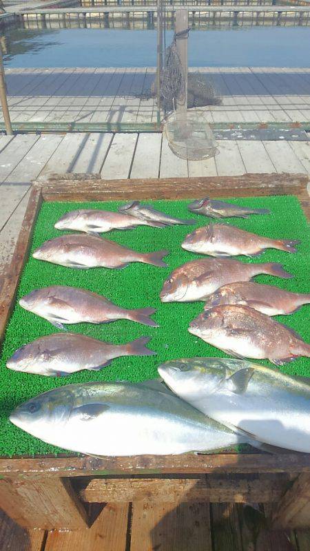 海の釣堀 海恵 釣果