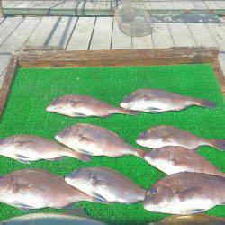 海の釣堀 海恵 釣果