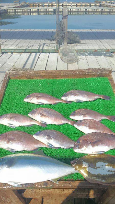 海の釣堀 海恵 釣果