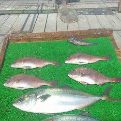 海の釣堀 海恵 釣果