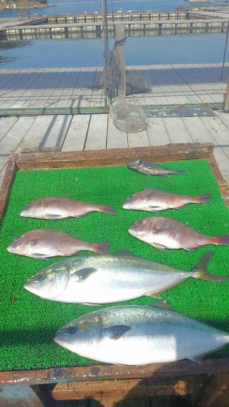 海の釣堀 海恵 釣果