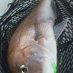 タイラバ遊漁船 ワンピース 釣果