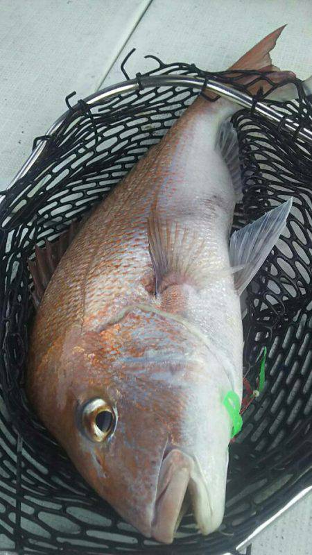 タイラバ遊漁船 ワンピース 釣果