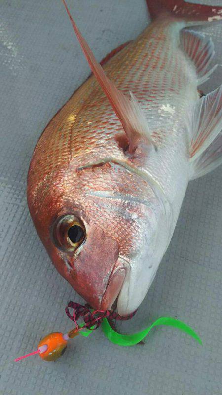 タイラバ遊漁船 ワンピース 釣果