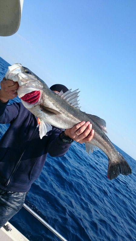 ARCADIAⅡ （アルカディアⅡ） 釣果