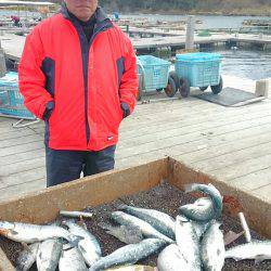 海の釣堀 海恵 釣果