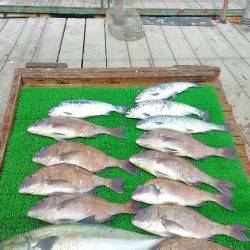 海の釣堀 海恵 釣果