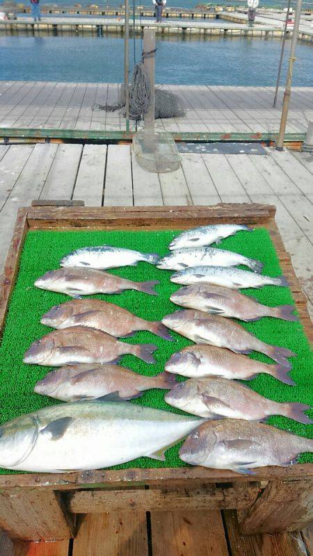 海の釣堀 海恵 釣果