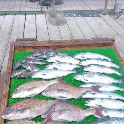 海の釣堀 海恵 釣果