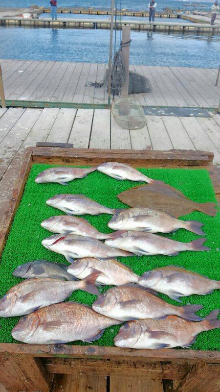 海の釣堀 海恵 釣果