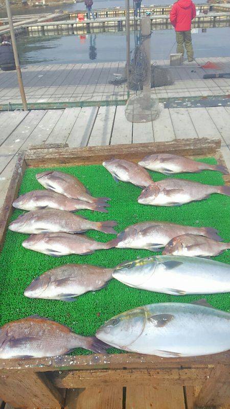 海の釣堀 海恵 釣果