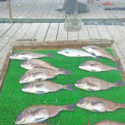 海の釣堀 海恵 釣果