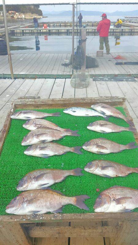 海の釣堀 海恵 釣果