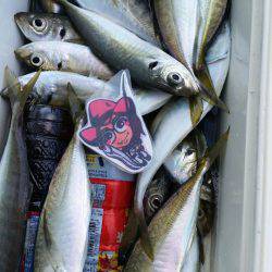 金沢八景鴨下丸 釣果