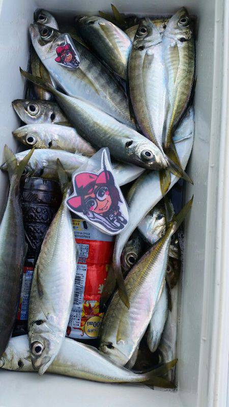 金沢八景鴨下丸 釣果