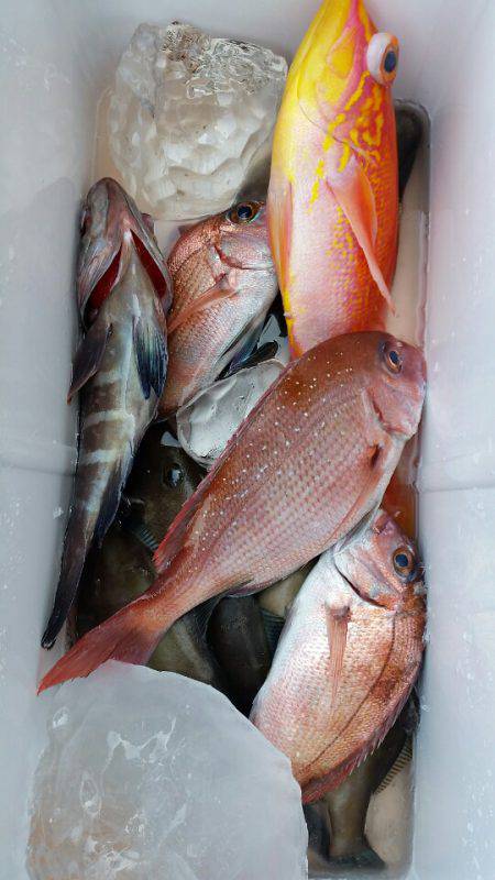 新幸丸 釣果